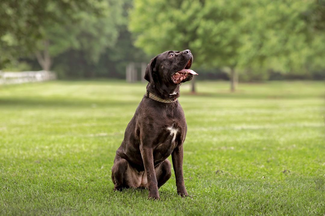Marvel, a Adoptable Cane Corso in Landenberg, PA image 2/6