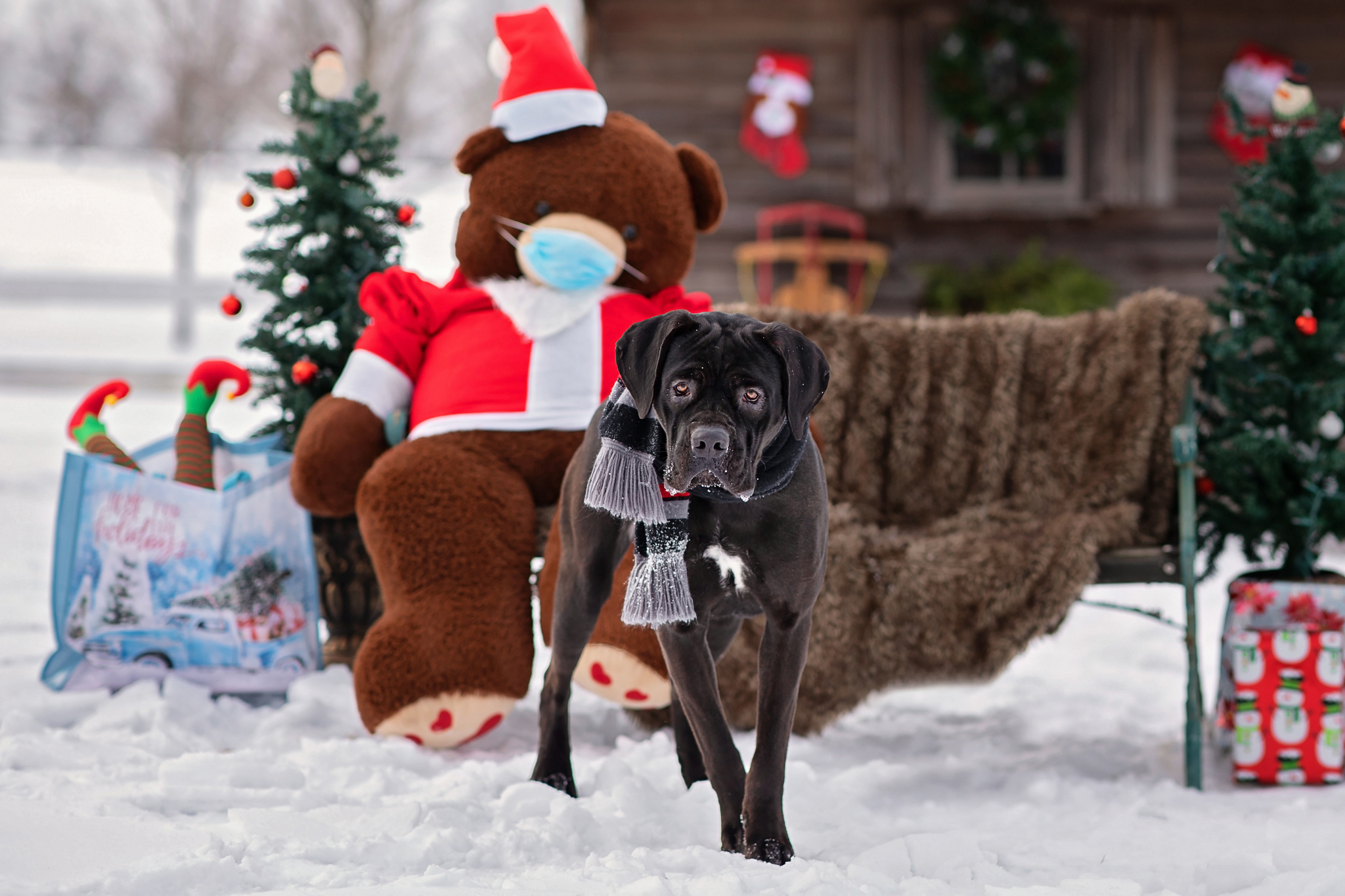 Marvel, a Adoptable Cane Corso in Landenberg, PA image 4/6