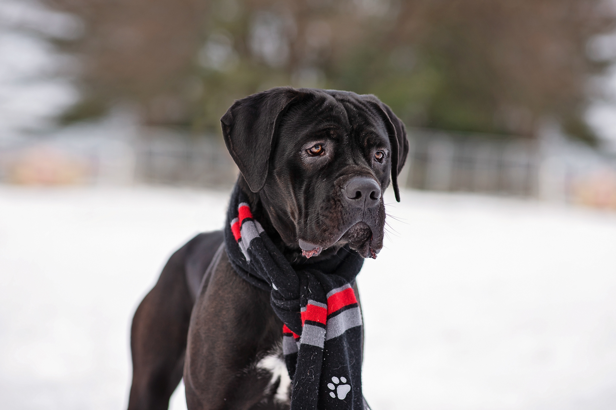 Marvel, a Adoptable Cane Corso in Landenberg, PA image 5/6