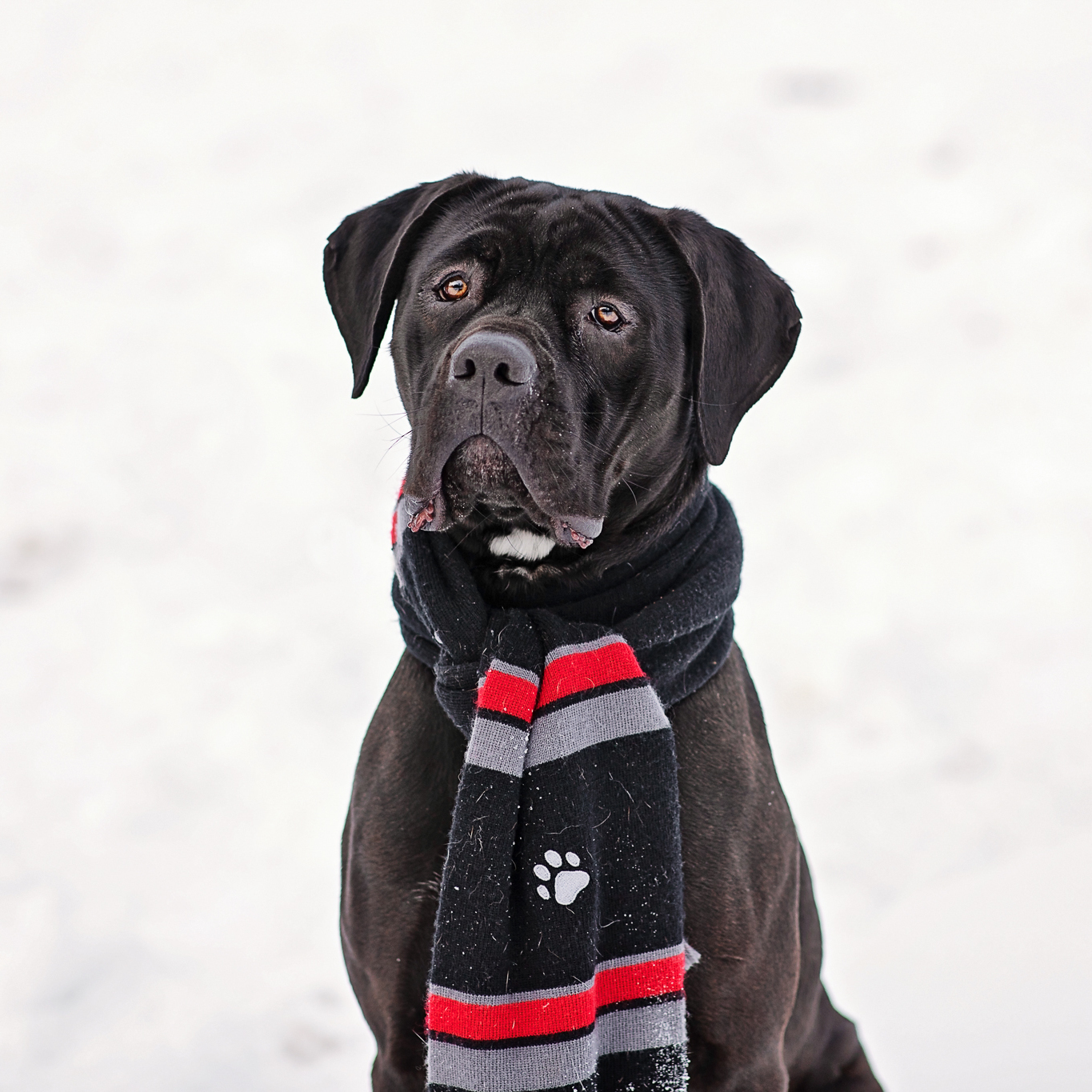 Marvel, a Adoptable Cane Corso in Landenberg, PA image 6/6