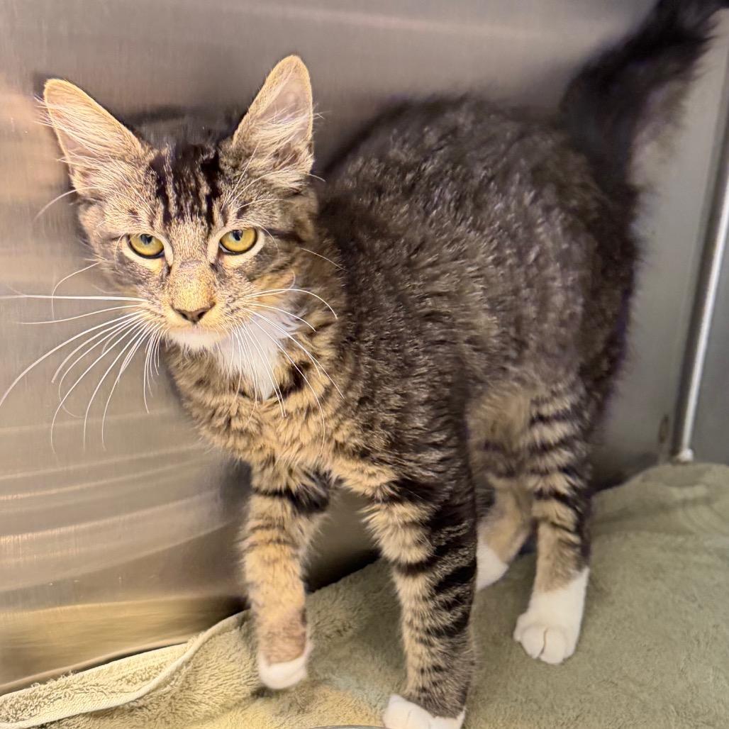 Sideswipe, Adoptable, Young Male Domestic Medium Hair.