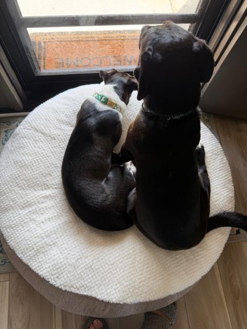 Willa, Adoptable, Puppy Female Mixed Breed.