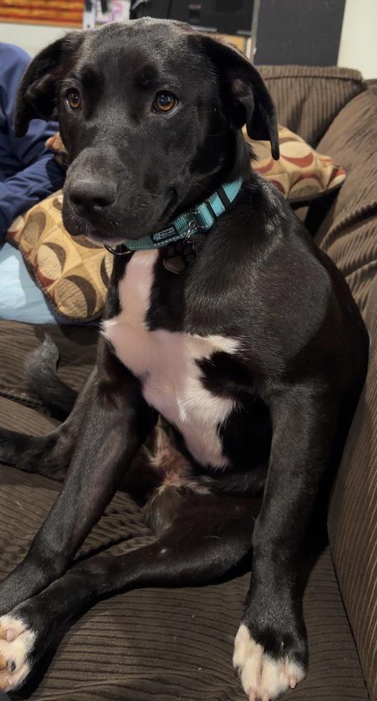 Enlarge Willa, a Adoptable mixed breed in Union Grove, WI image 2/6