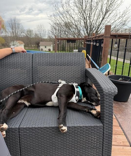 Enlarge Willa, a Adoptable mixed breed in Union Grove, WI image 3/6