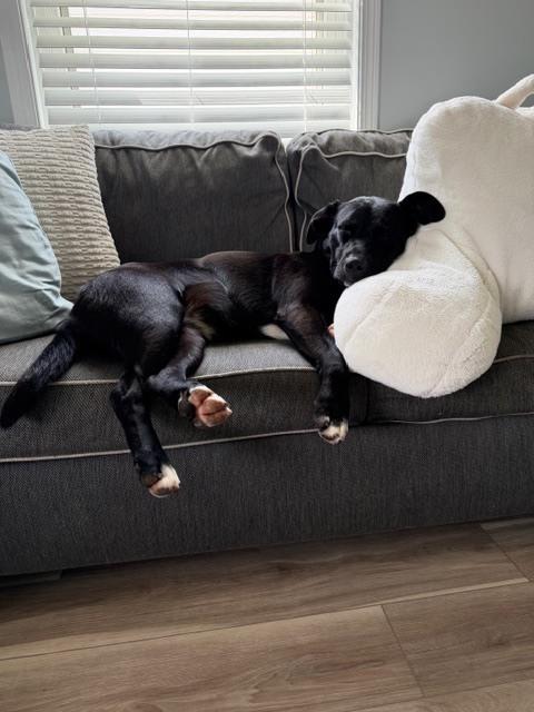 Enlarge Willa, a Adoptable mixed breed in Union Grove, WI image 4/6