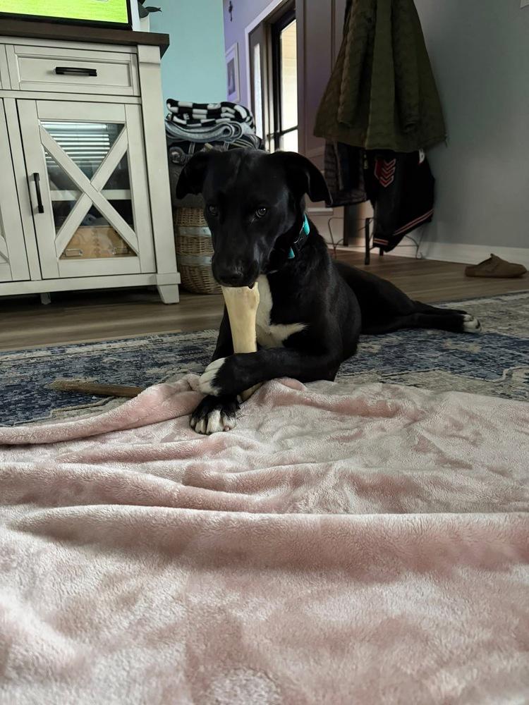 Enlarge Willa, a Adoptable mixed breed in Union Grove, WI image 5/6