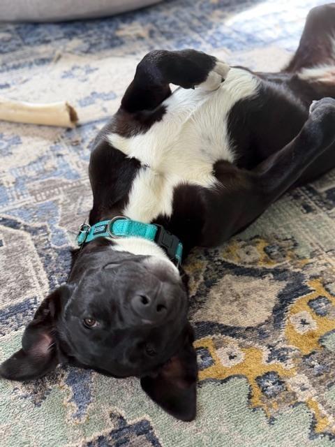 Enlarge Willa, a Adoptable mixed breed in Union Grove, WI image 6/6