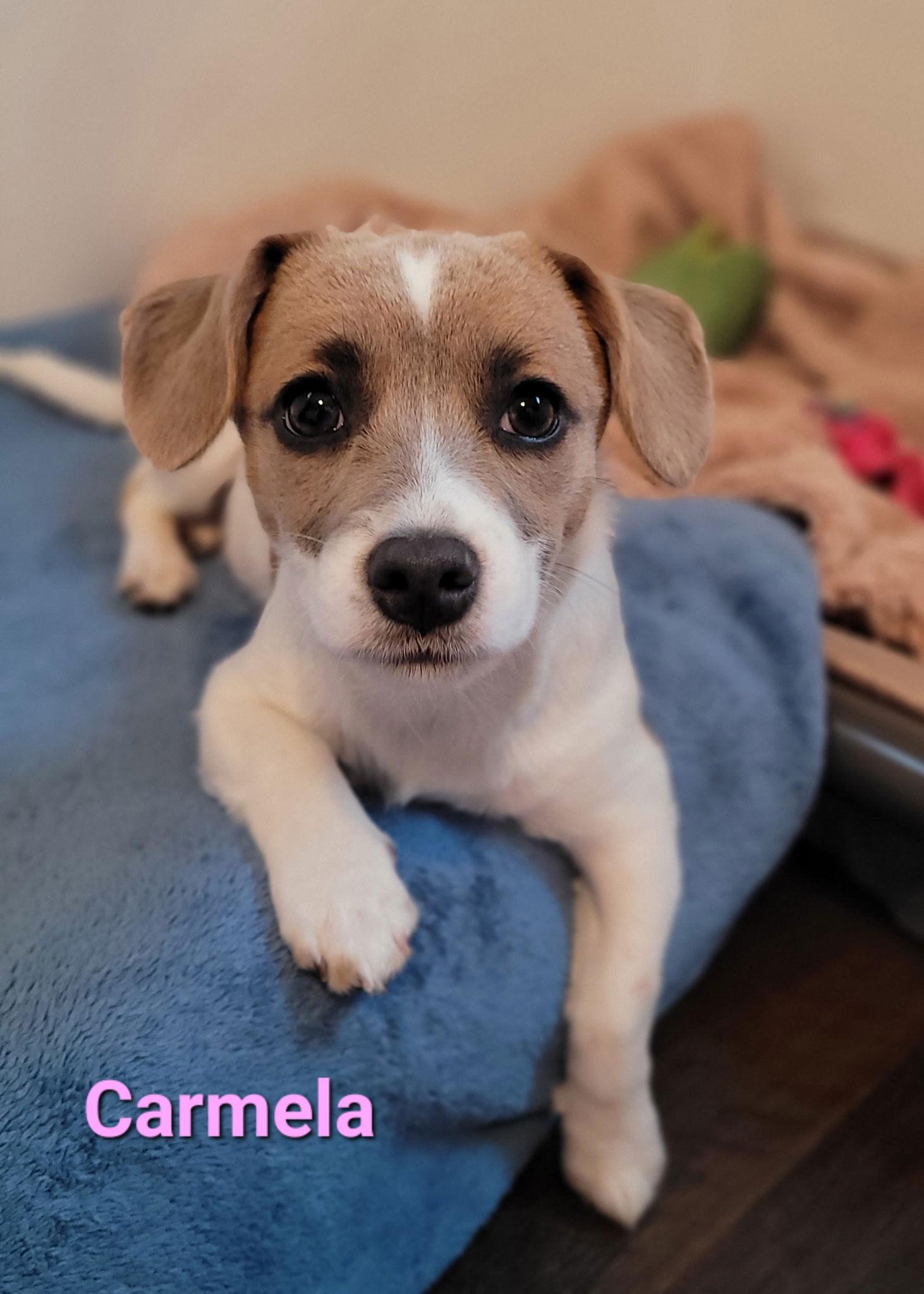 Carmela, Adoptable, Young Female Chihuahua & Dachshund.