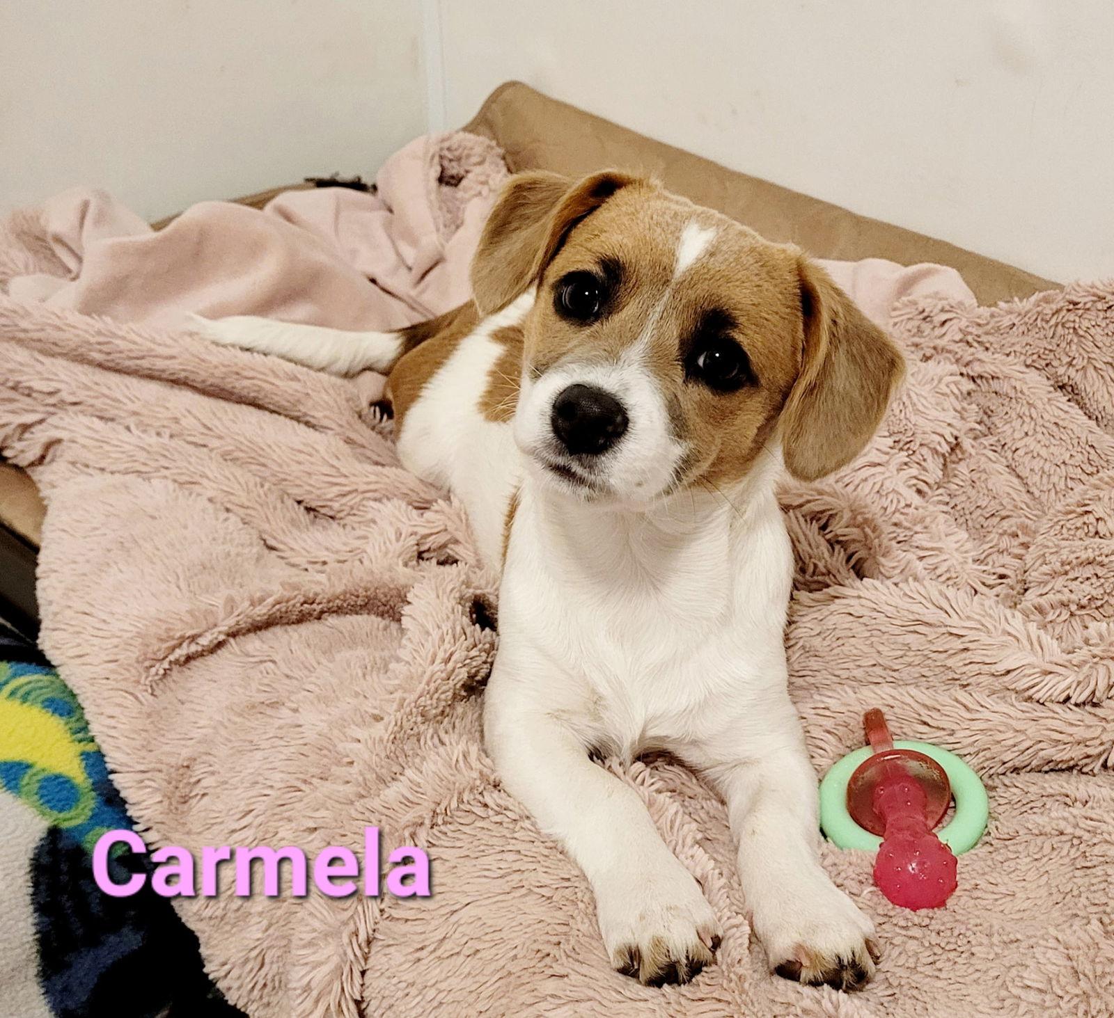 Enlarge Carmela, a Adoptable mixed breed in West Des Moines, IA image 2/3
