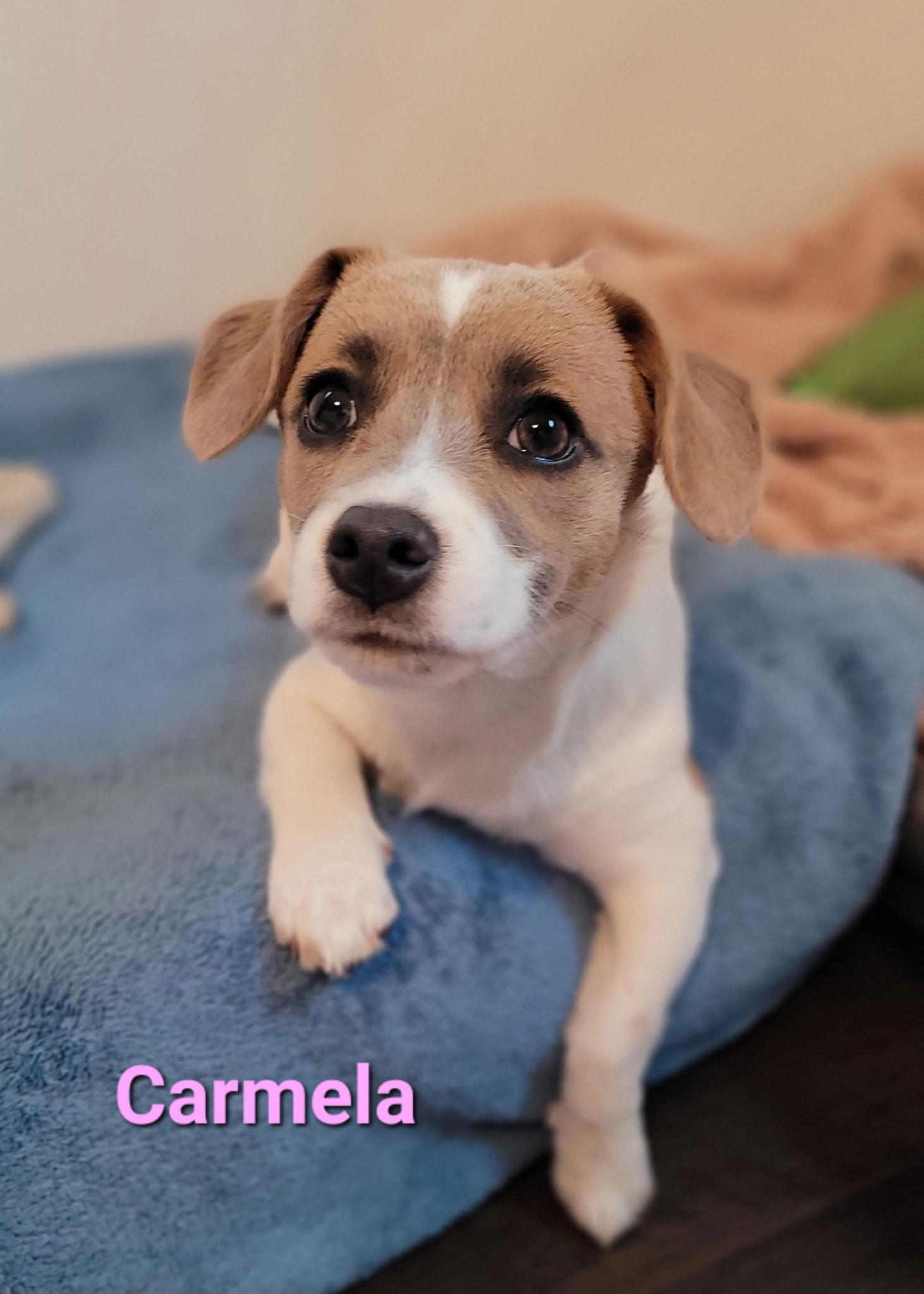 Enlarge Carmela, a Adoptable mixed breed in West Des Moines, IA image 3/3