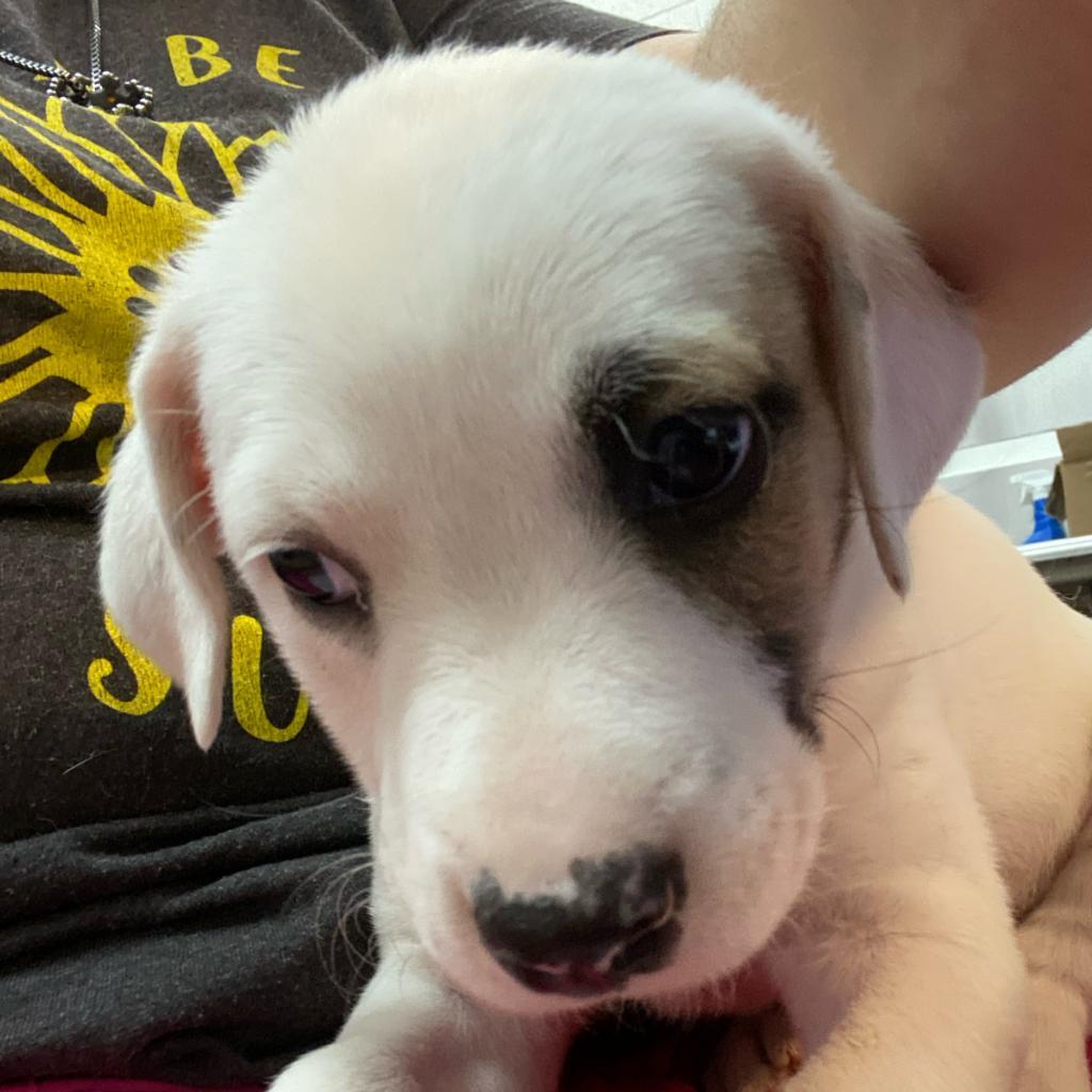 Enlarge Zuma, a Adoptable Mixed Breed in Ardmore, OK image 1/2
