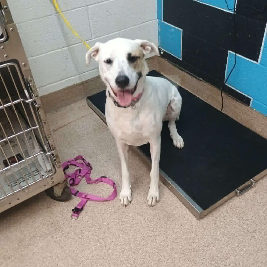 Enlarge Zuma, a Adoptable Mixed Breed in Ardmore, OK image 2/2