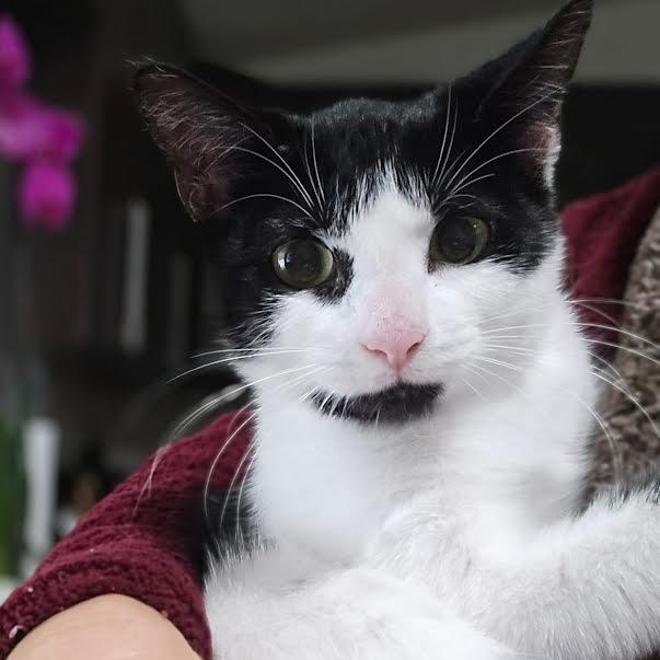 Enlarge Hershey, a Adoptable American Bobtail in Portland, ME image 1/6