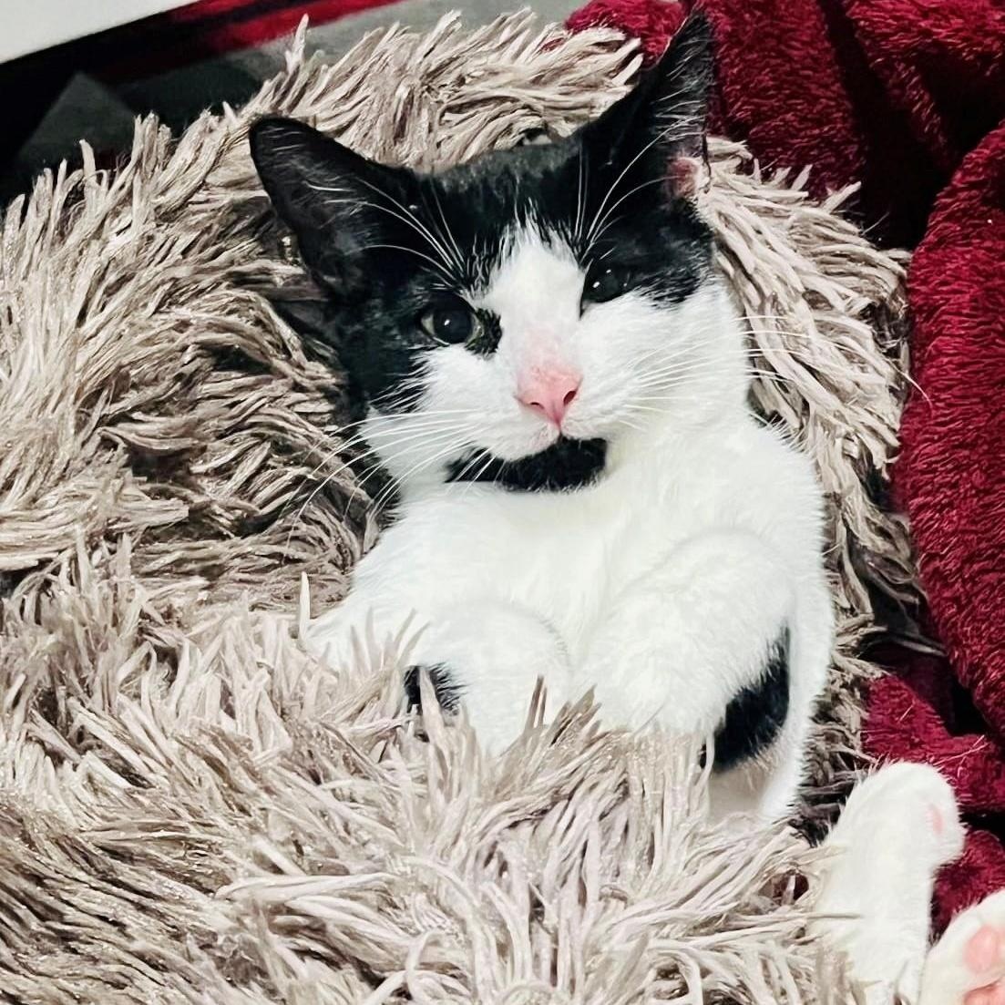 Enlarge Hershey, a Adoptable American Bobtail in Portland, ME image 2/6