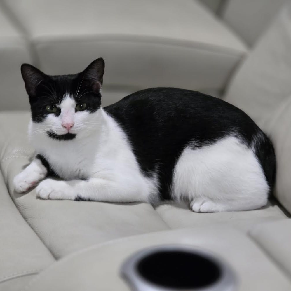 Enlarge Hershey, a Adoptable American Bobtail in Portland, ME image 4/6