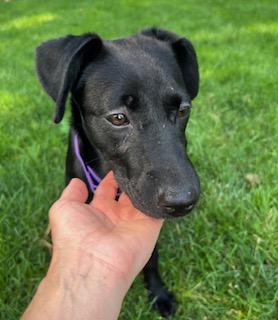 Sugar Plum, a Adoptable mixed breed in Closter, NJ image 3/6