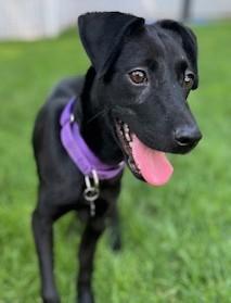 Sugar Plum, a Adoptable mixed breed in Closter, NJ image 2/6