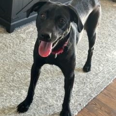 Sugar Plum, a Adoptable mixed breed in Closter, NJ image 5/6