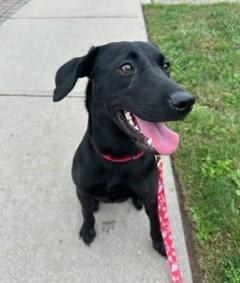 Sugar Plum, a Adoptable mixed breed in Closter, NJ image 4/6