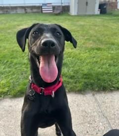 Sugar Plum, a Adoptable mixed breed in Closter, NJ image 1/6