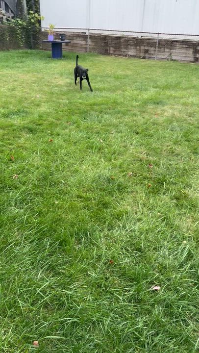 Enlarge Sugar Plum, a Adoptable mixed breed in Closter, NJ video 6/6