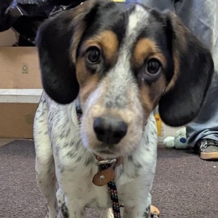 Jack, Adoptable, Adult Male Mixed Breed.