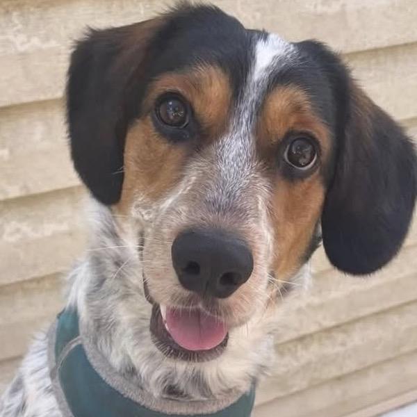 Enlarge Jack, a Adoptable Mixed Breed in Oceanside, NY image 2/3