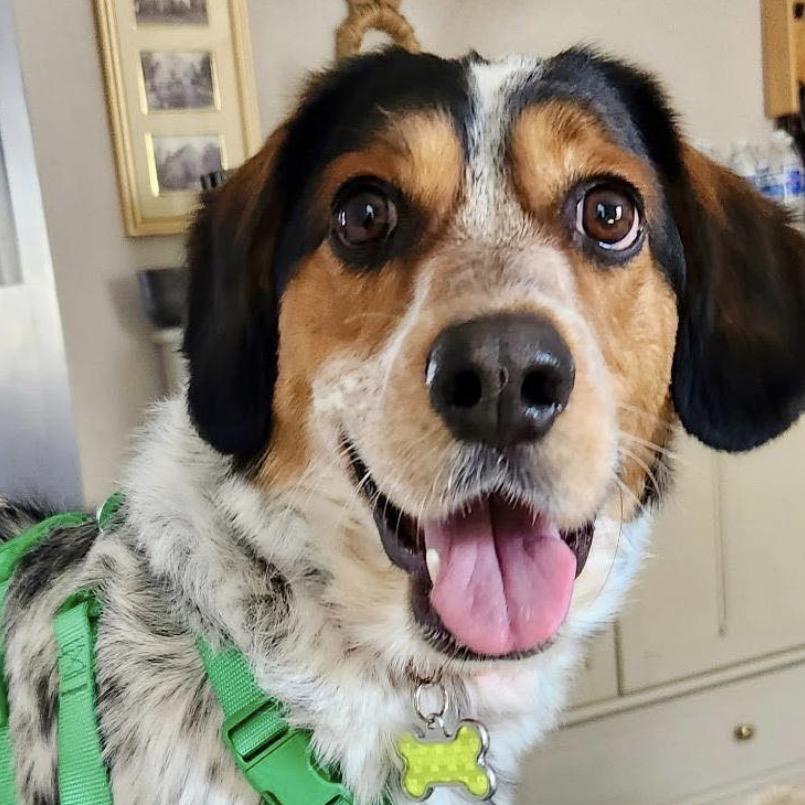 Enlarge Jack, a Adoptable Mixed Breed in Oceanside, NY image 3/3