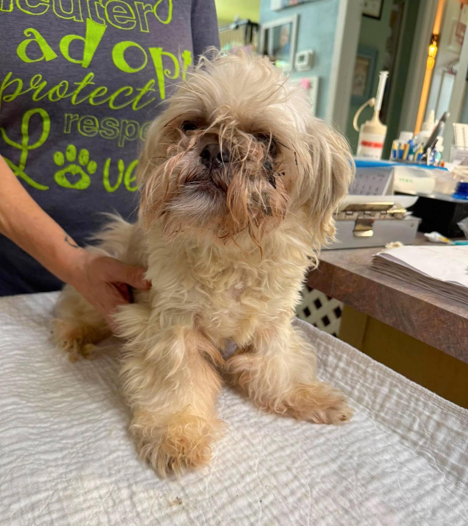 Enlarge Butter Moon (NOT YET AVAILABLE), a Adoptable Shih Tzu in Benton, LA image 1/1