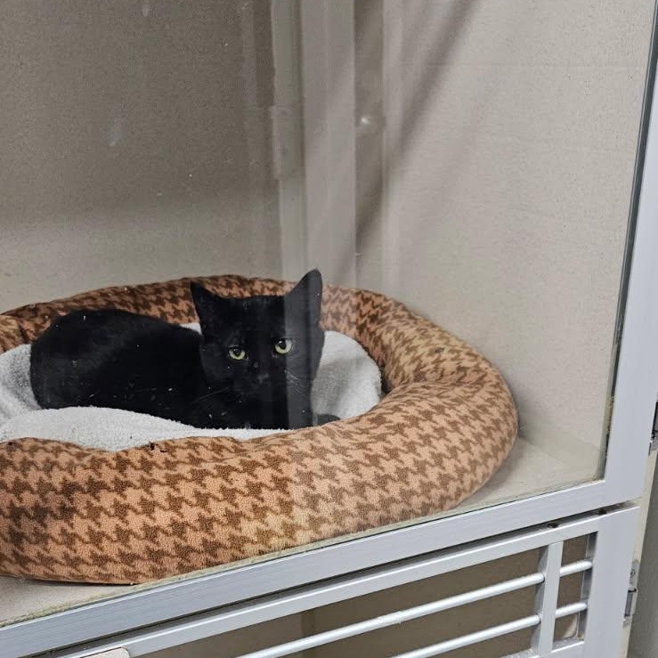 Enlarge Berry, an adopted Domestic Short Hair in Galesburg, IL image 2/2