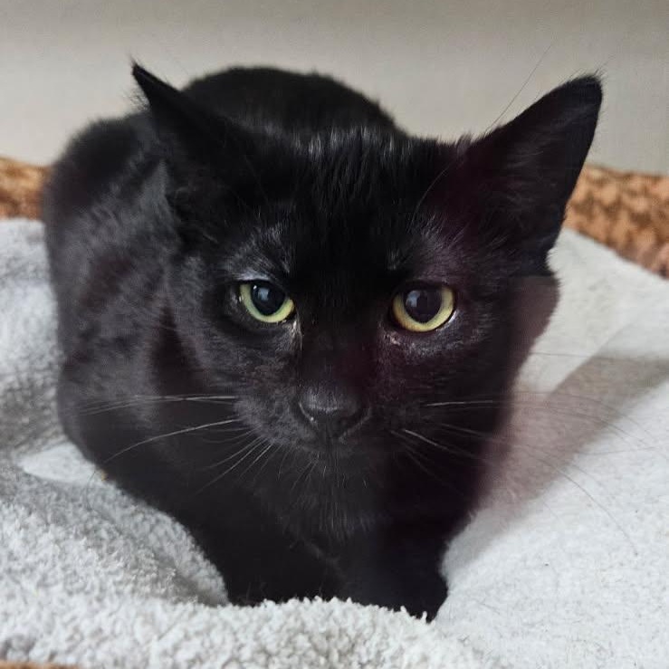 Berry, adopted, Kitten Male Domestic Short Hair.