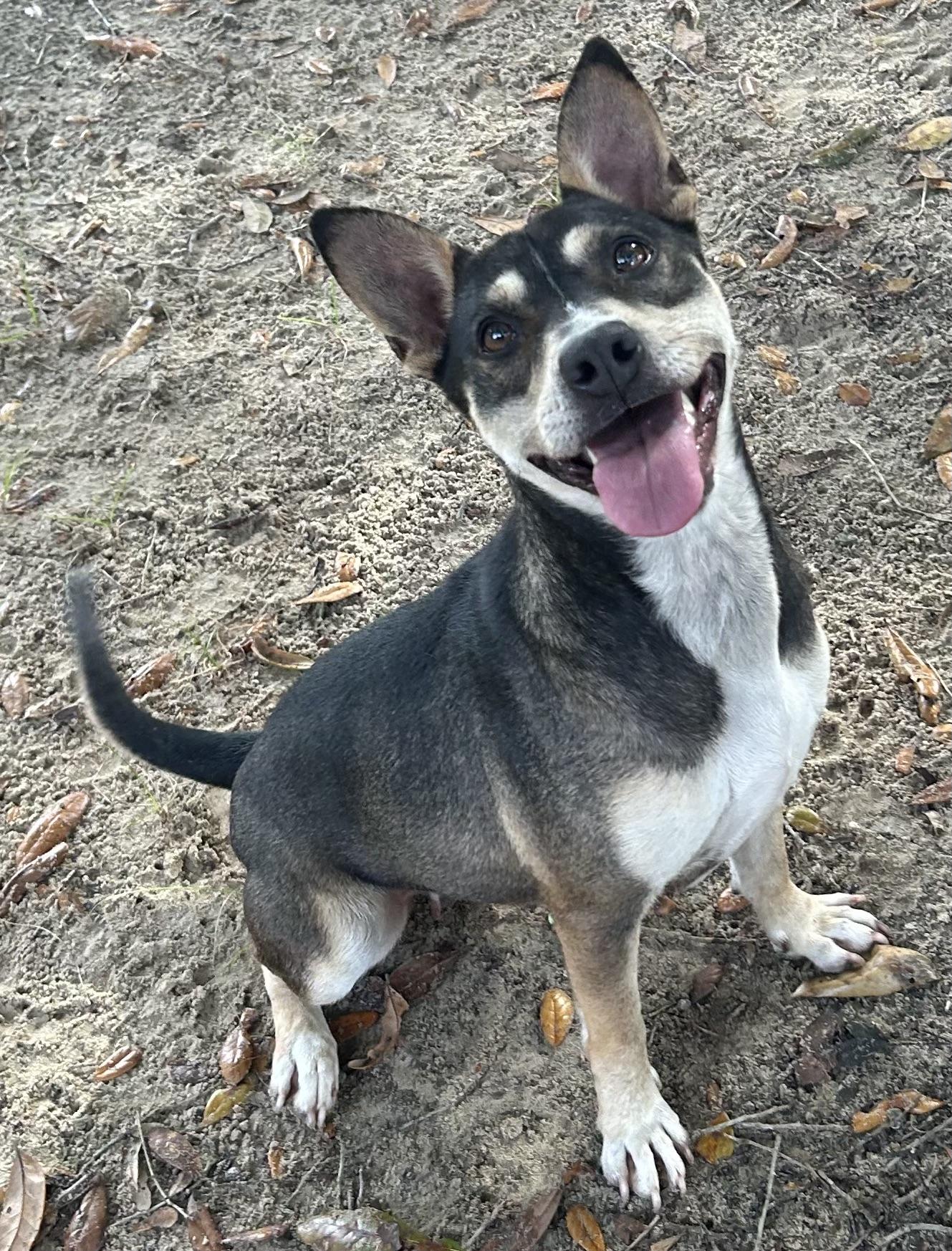 Dallas, ADOPTABLE, Adult Female Mixed Breed.