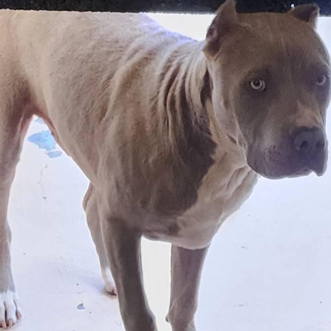 Bowzer, ADOPTABLE, Young Male Pit Bull Terrier.