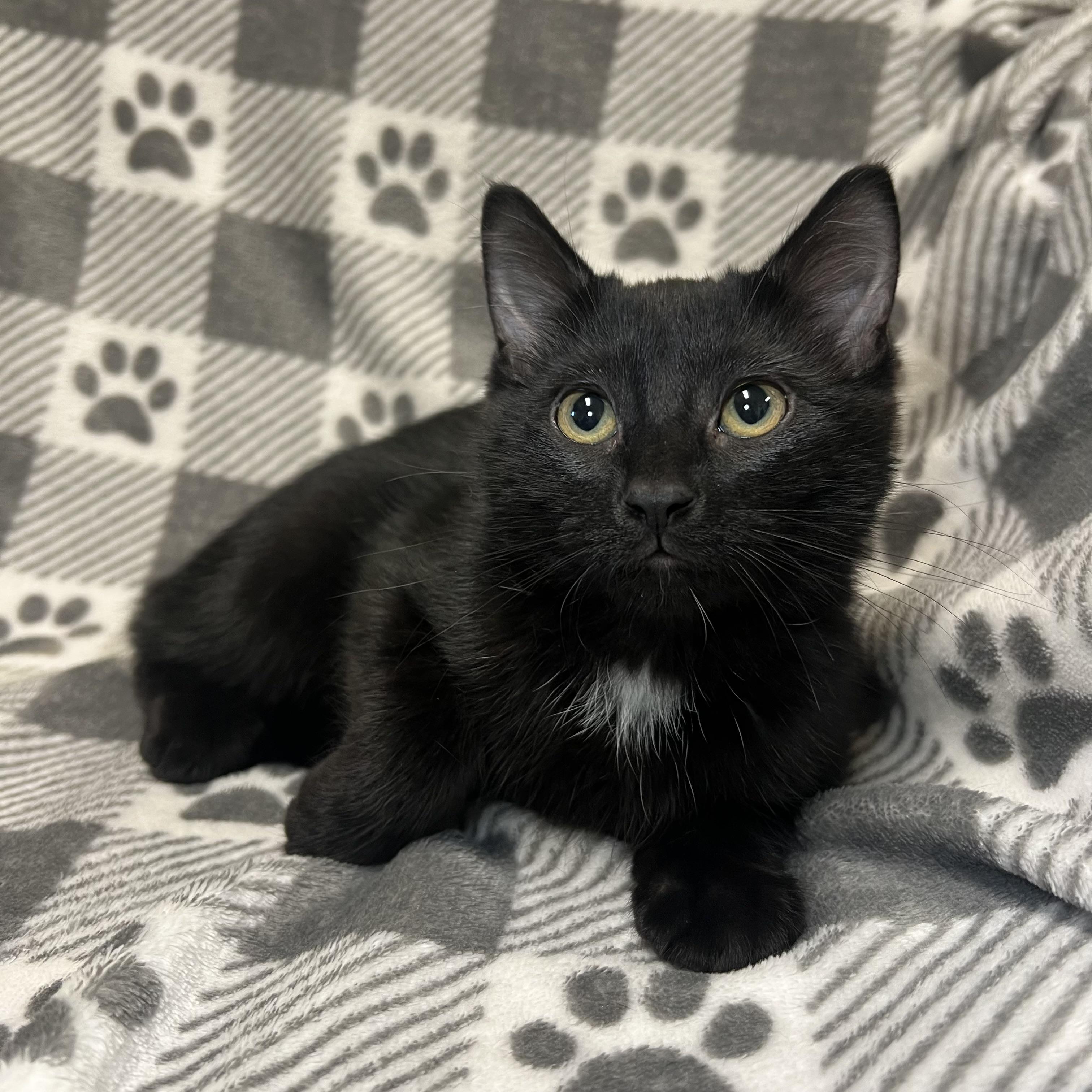 Onyx - At PetSmart in Mankato