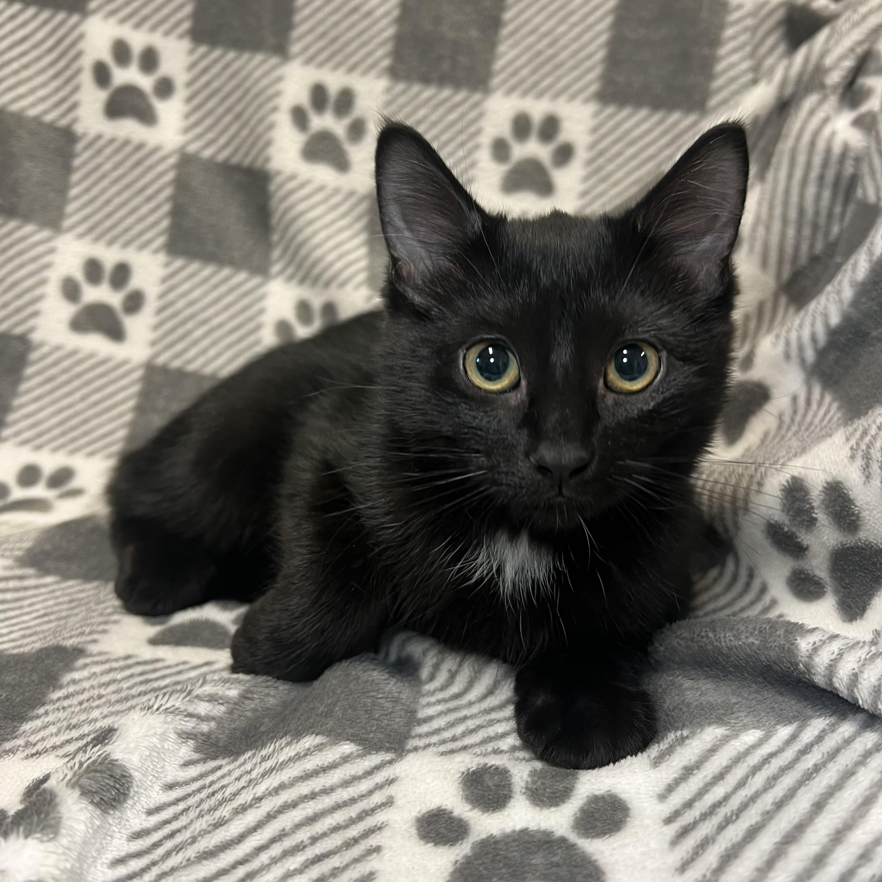 Onyx - At PetSmart in Mankato