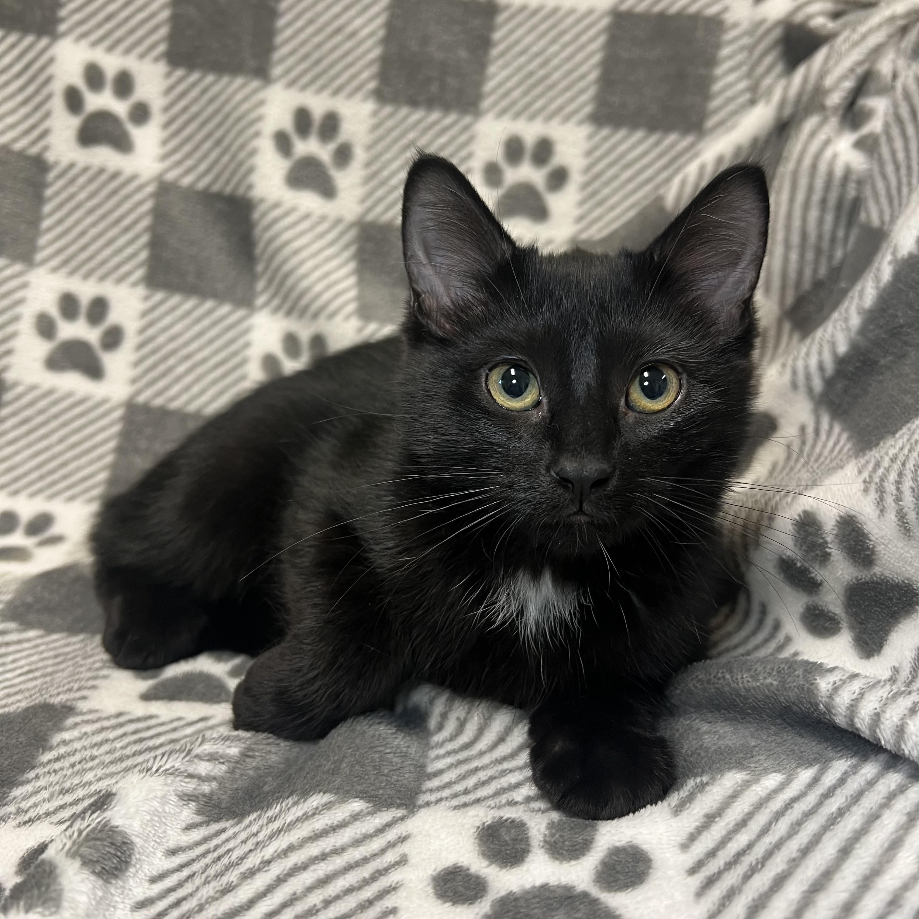 Onyx - At PetSmart in Mankato