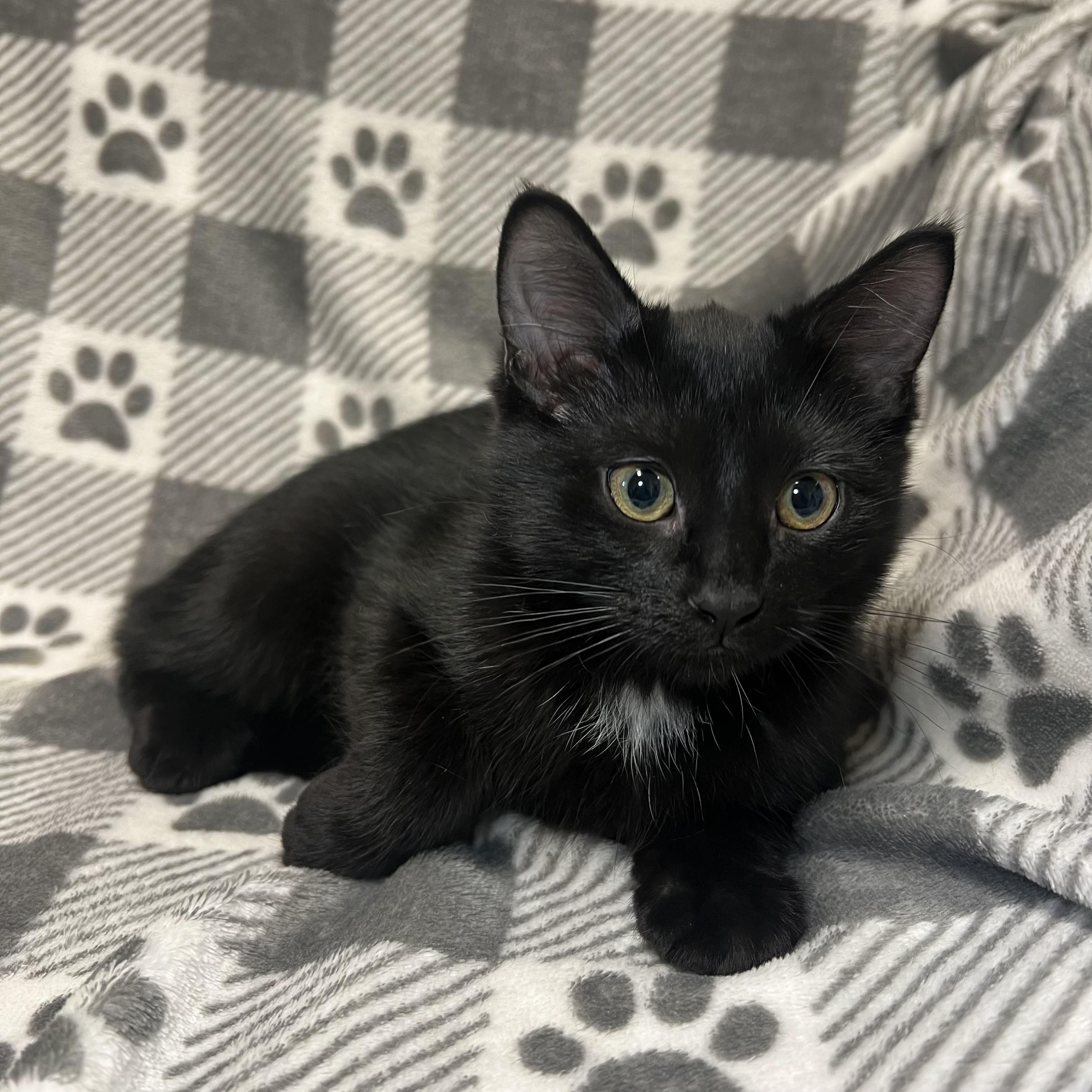 Onyx - At PetSmart in Mankato
