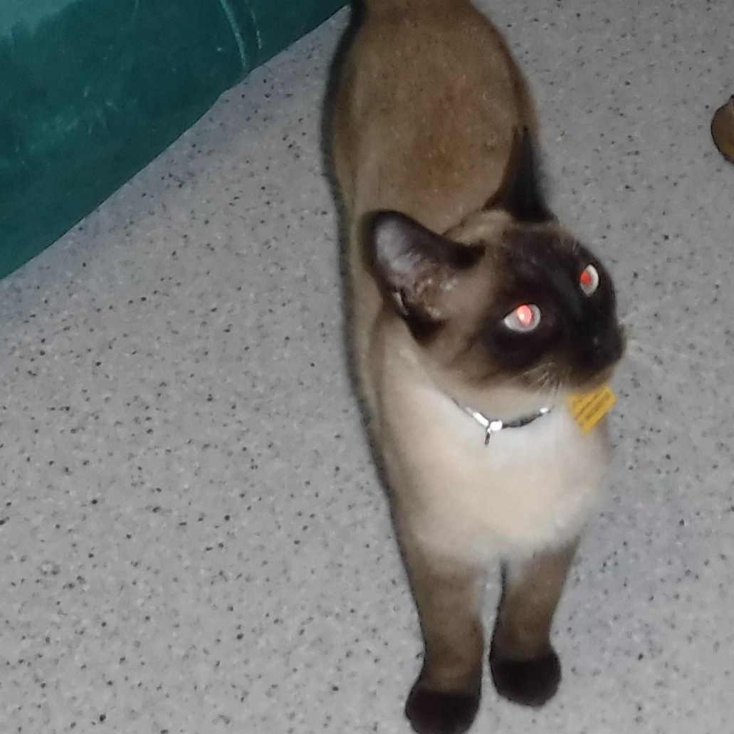 Newman - Beautiful Guy, ADOPTABLE, Young Male Siamese.