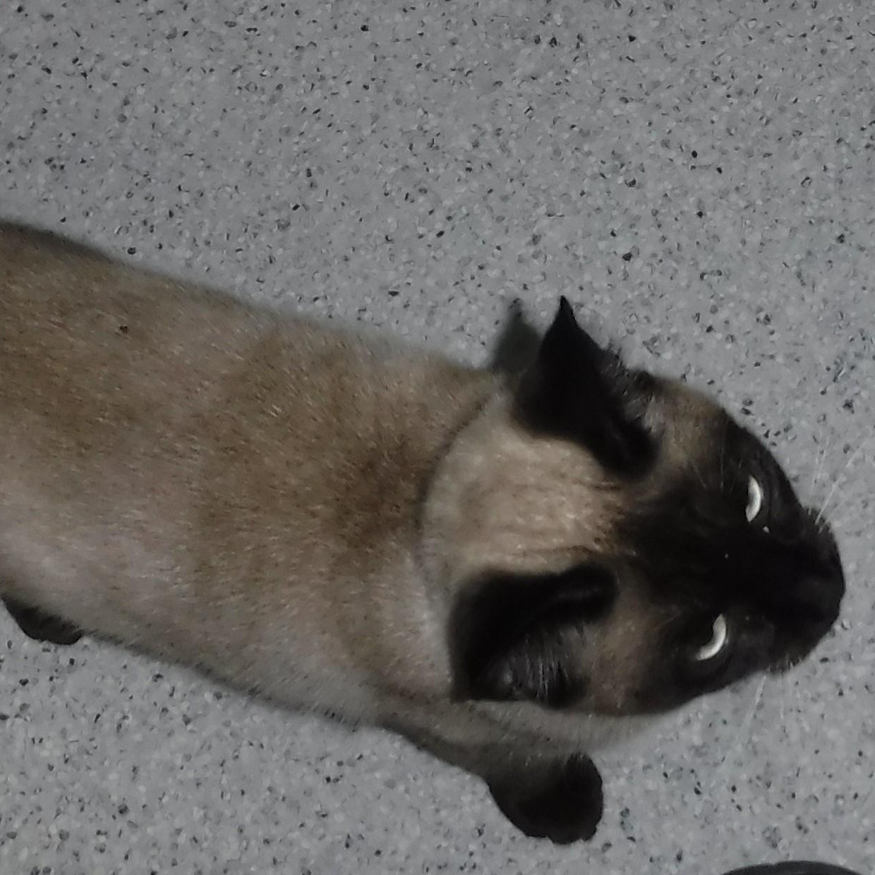 Enlarge Newman - Beautiful Guy, a ADOPTABLE mixed breed in Hoquiam, WA image 3/4