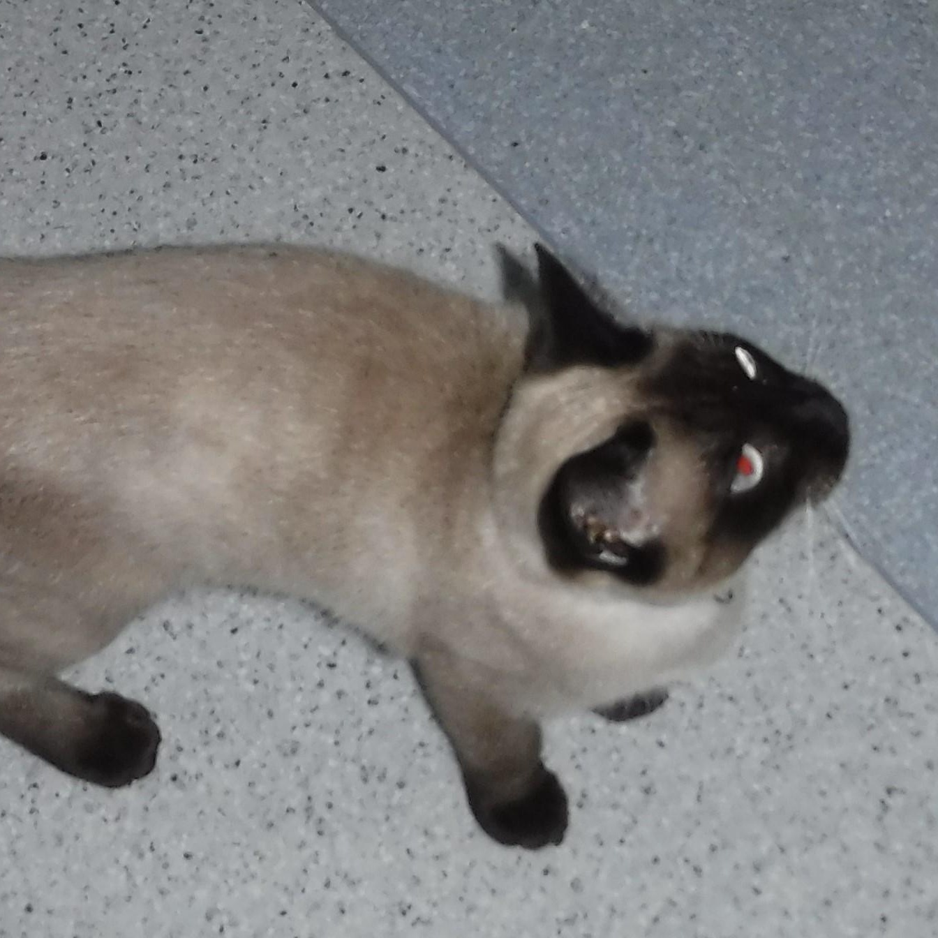 Enlarge Newman - Beautiful Guy, a ADOPTABLE mixed breed in Hoquiam, WA image 4/4