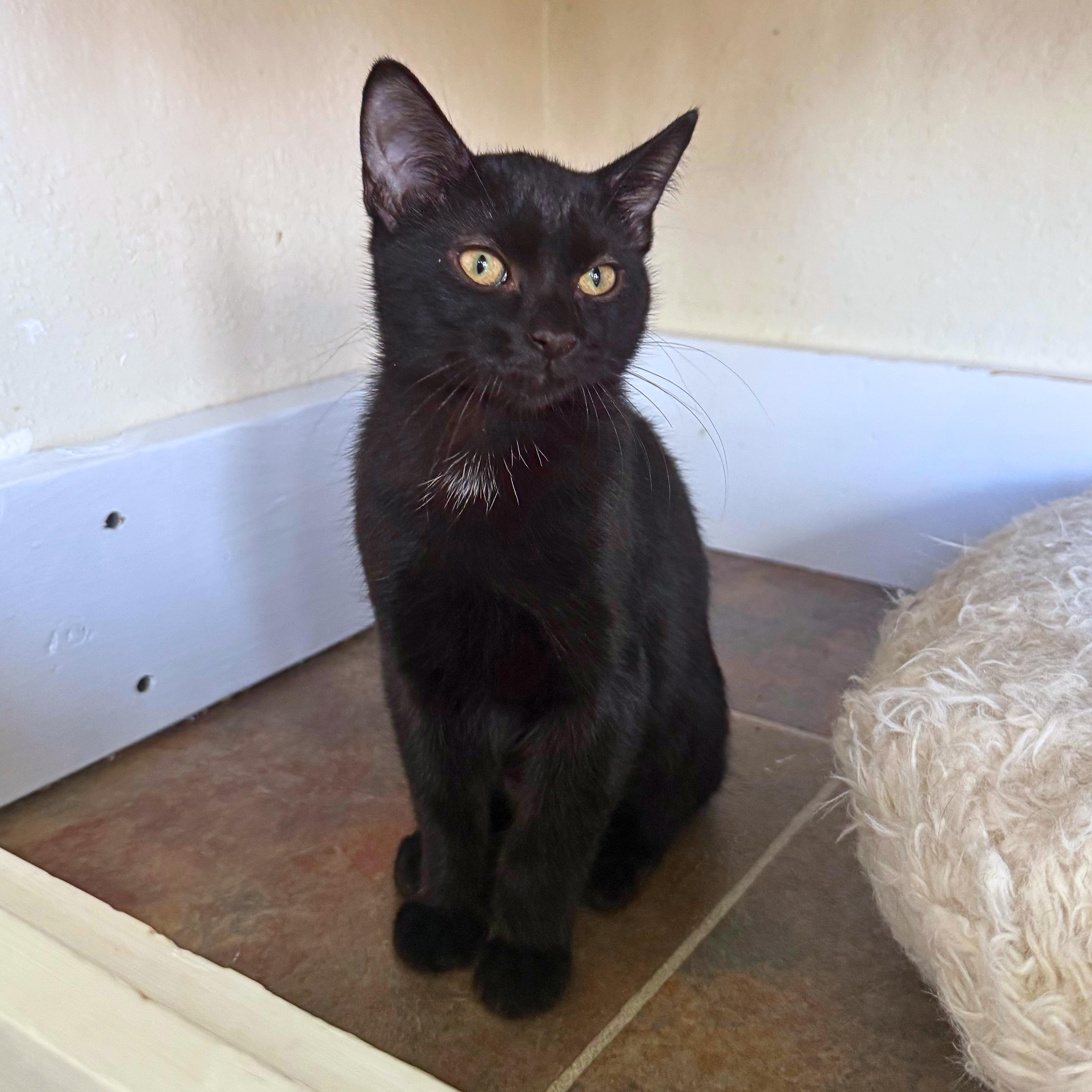 Mary, a Adoptable Domestic Short Hair in Ridgway, CO image 6/6