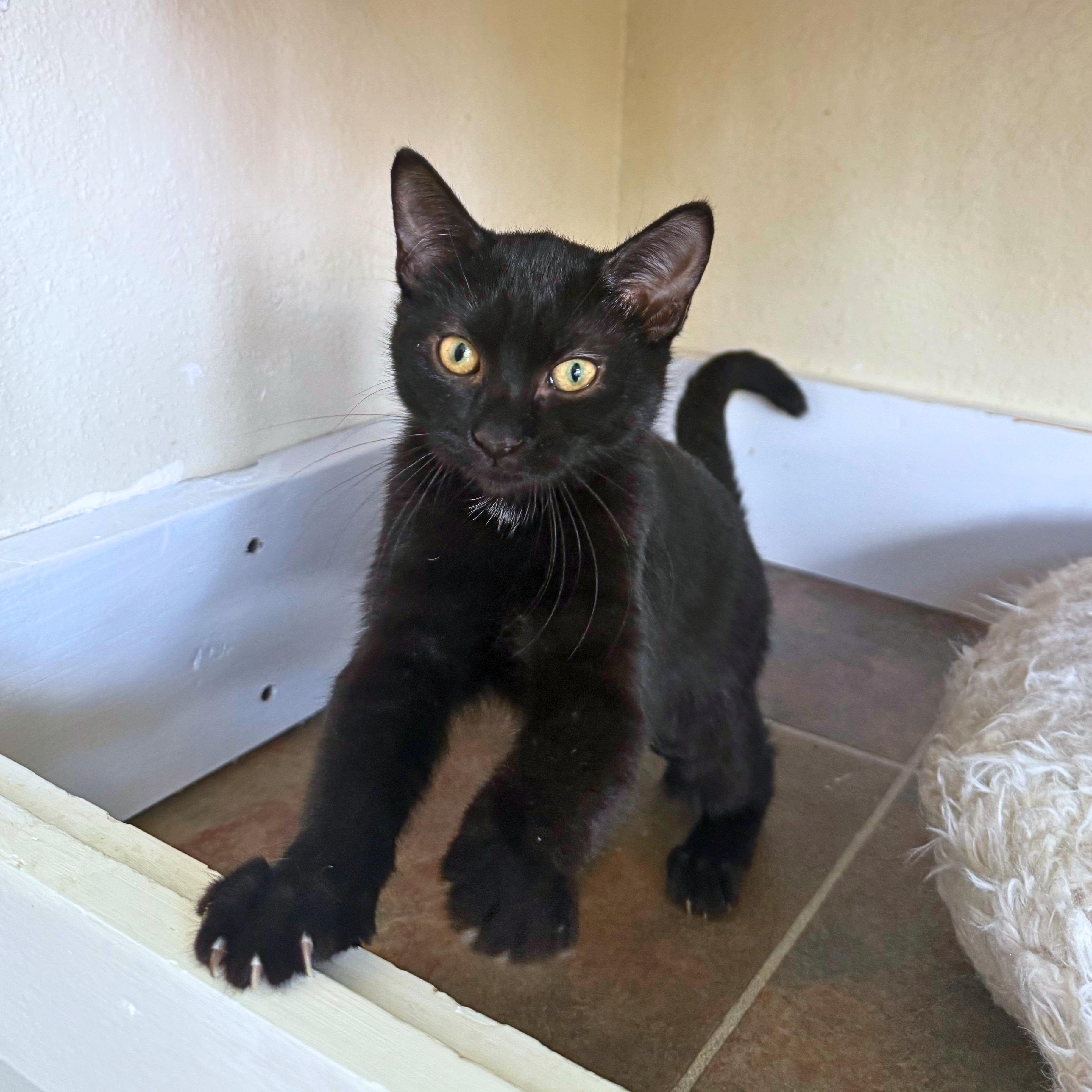 Mary, a Adoptable Domestic Short Hair in Ridgway, CO image 3/6