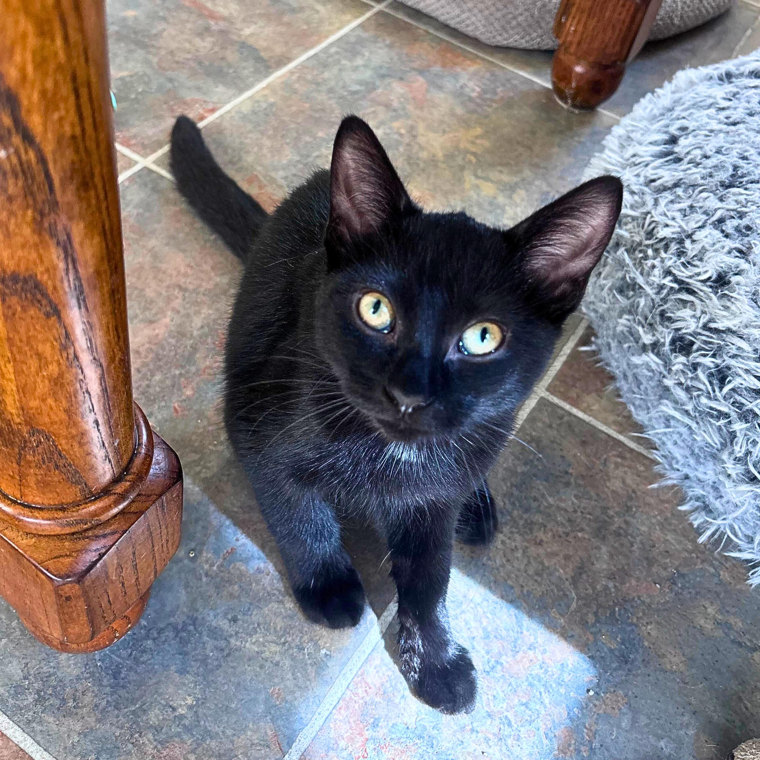 Mary, a Adoptable Domestic Short Hair in Ridgway, CO image 5/6