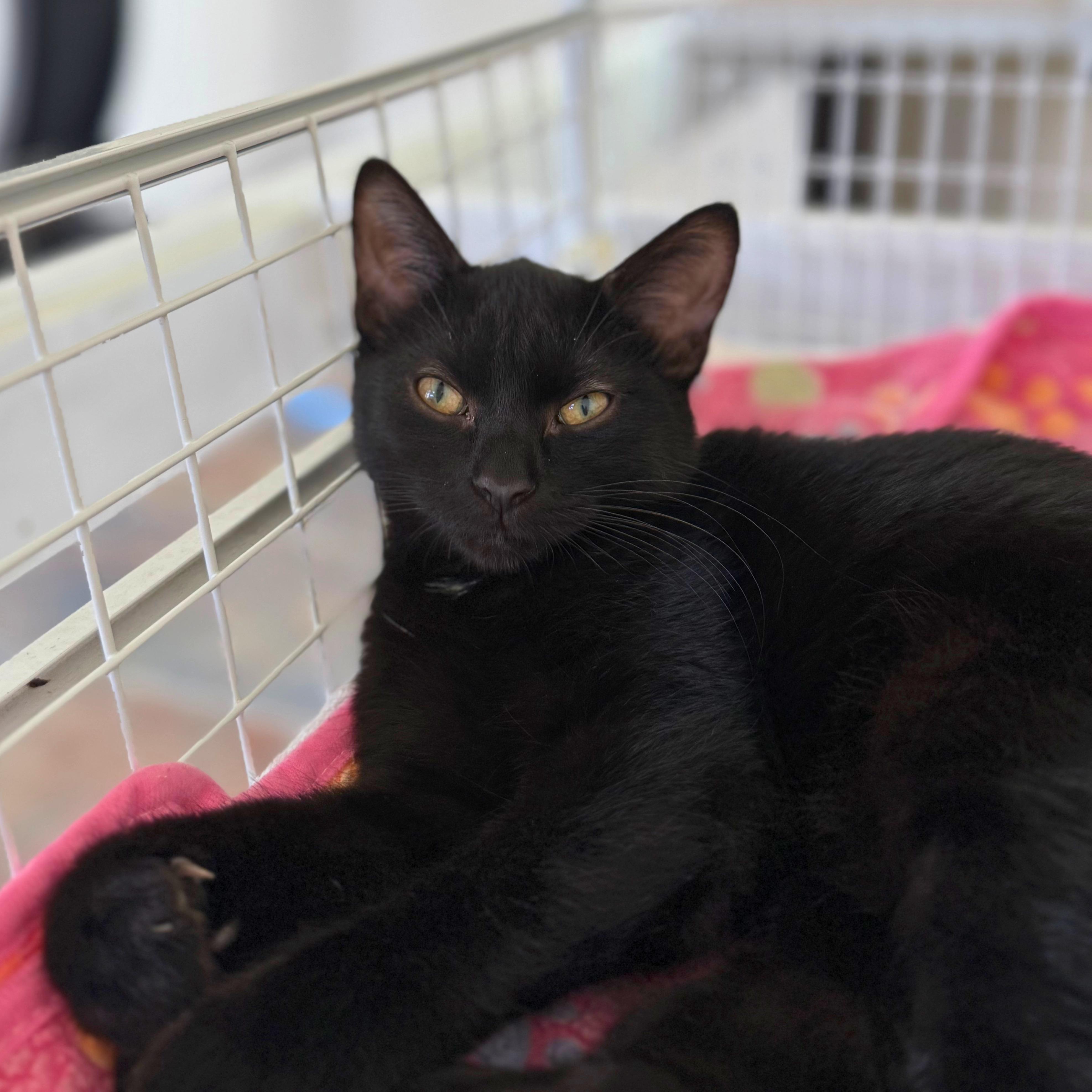 Mary, a Adoptable Domestic Short Hair in Ridgway, CO image 2/6