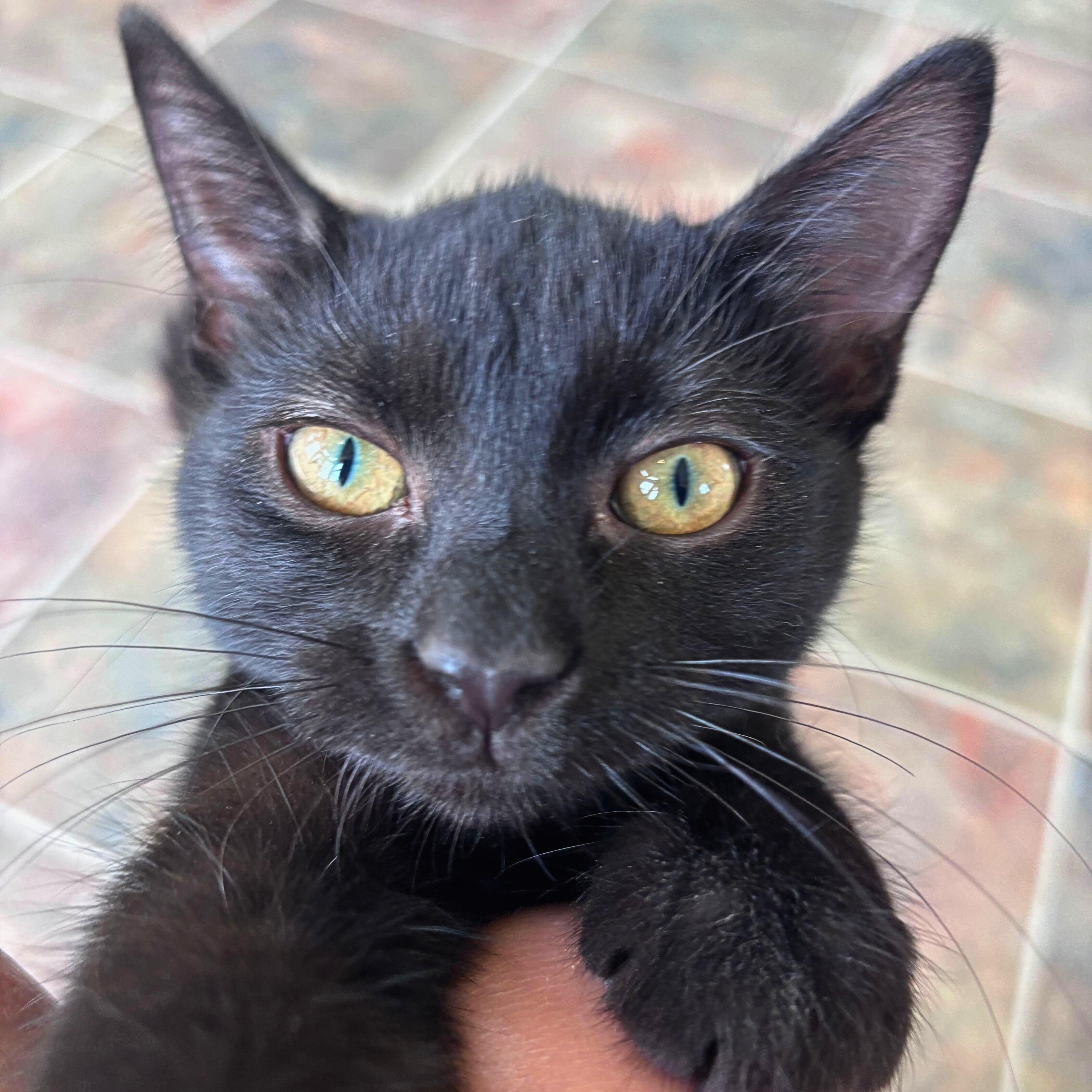 Mary, Adoptable, Kitten Female Domestic Short Hair.