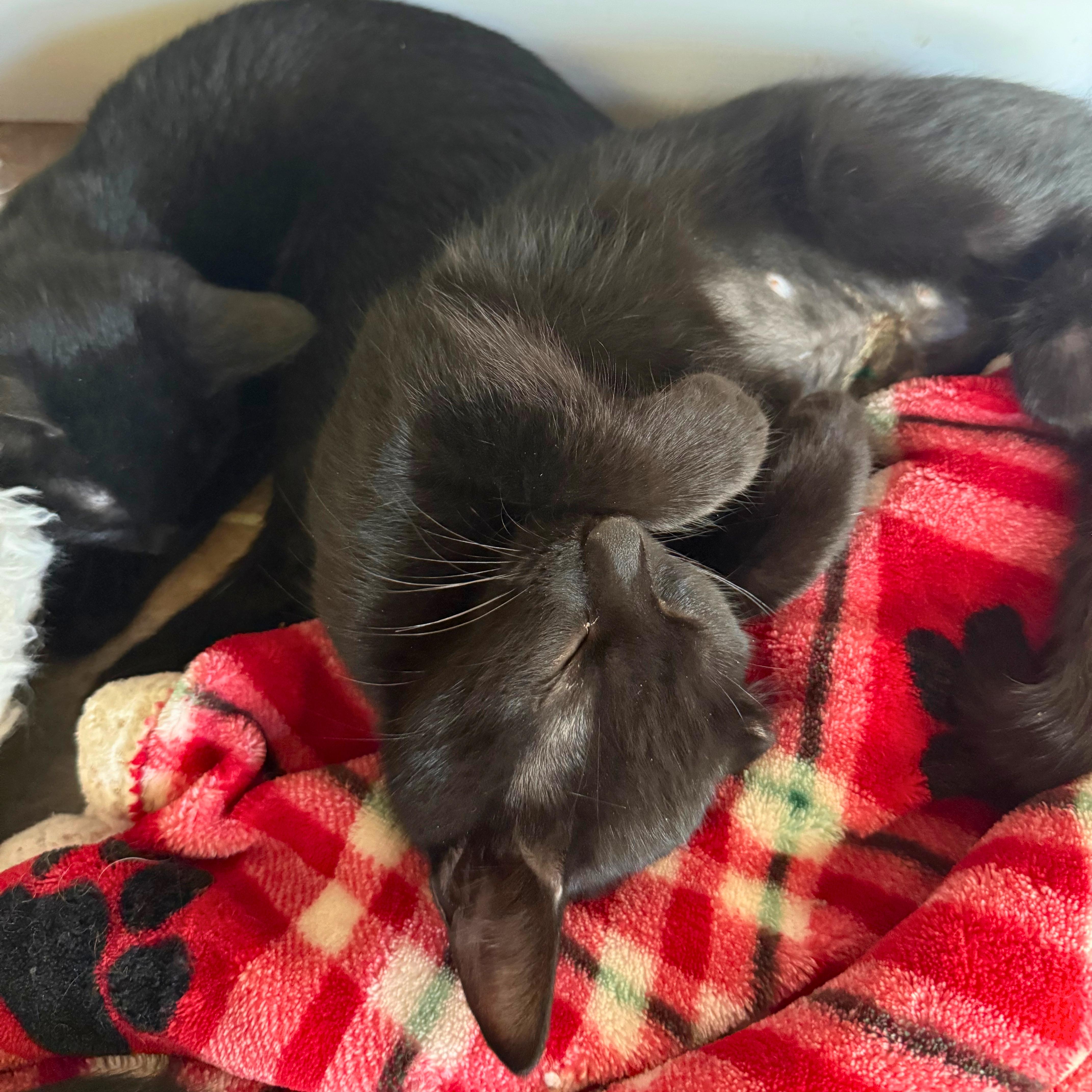 Mary, a Adoptable Domestic Short Hair in Ridgway, CO image 4/6