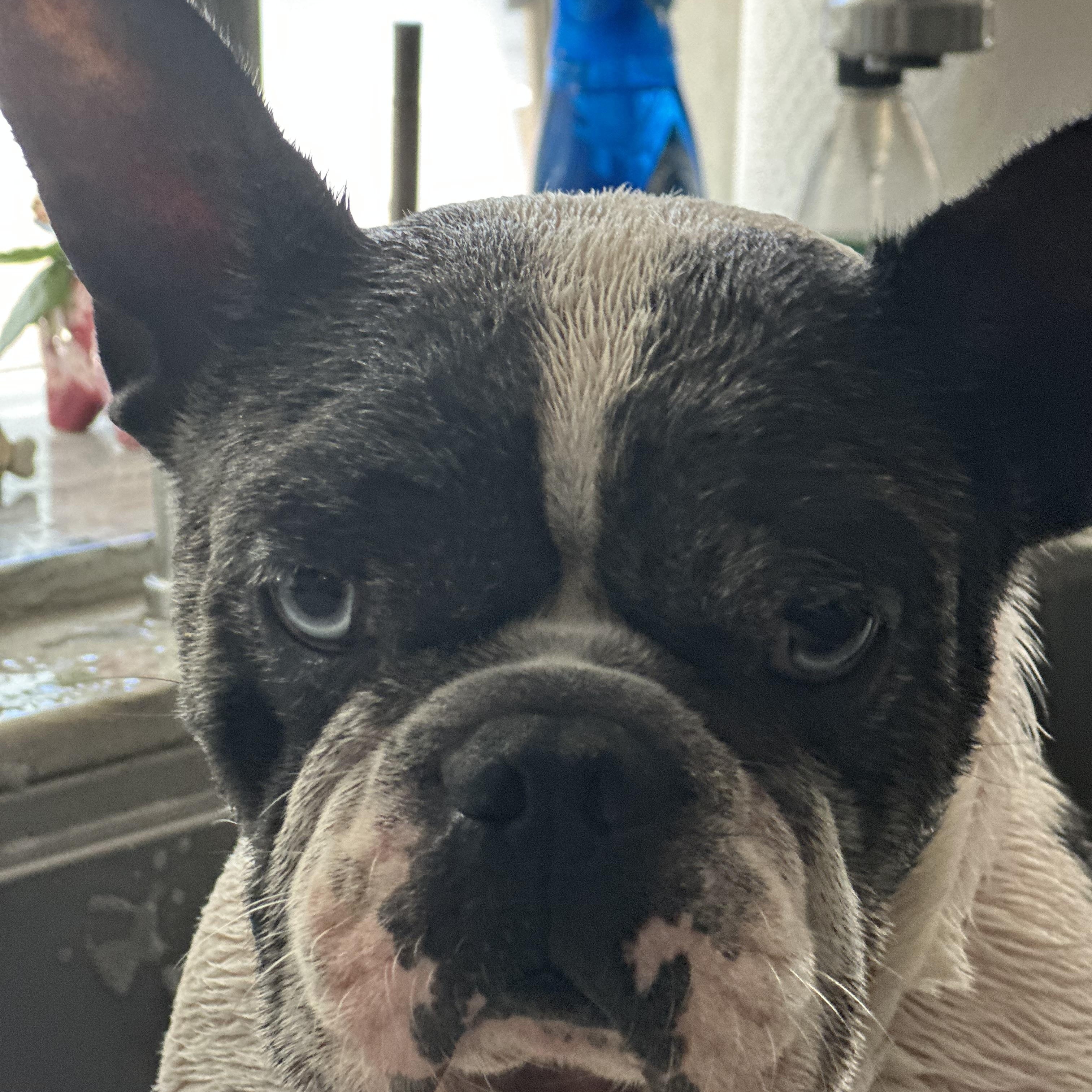 Enlarge Leo, a ADOPTABLE French Bulldog in Huntington Beach, CA image 2/4