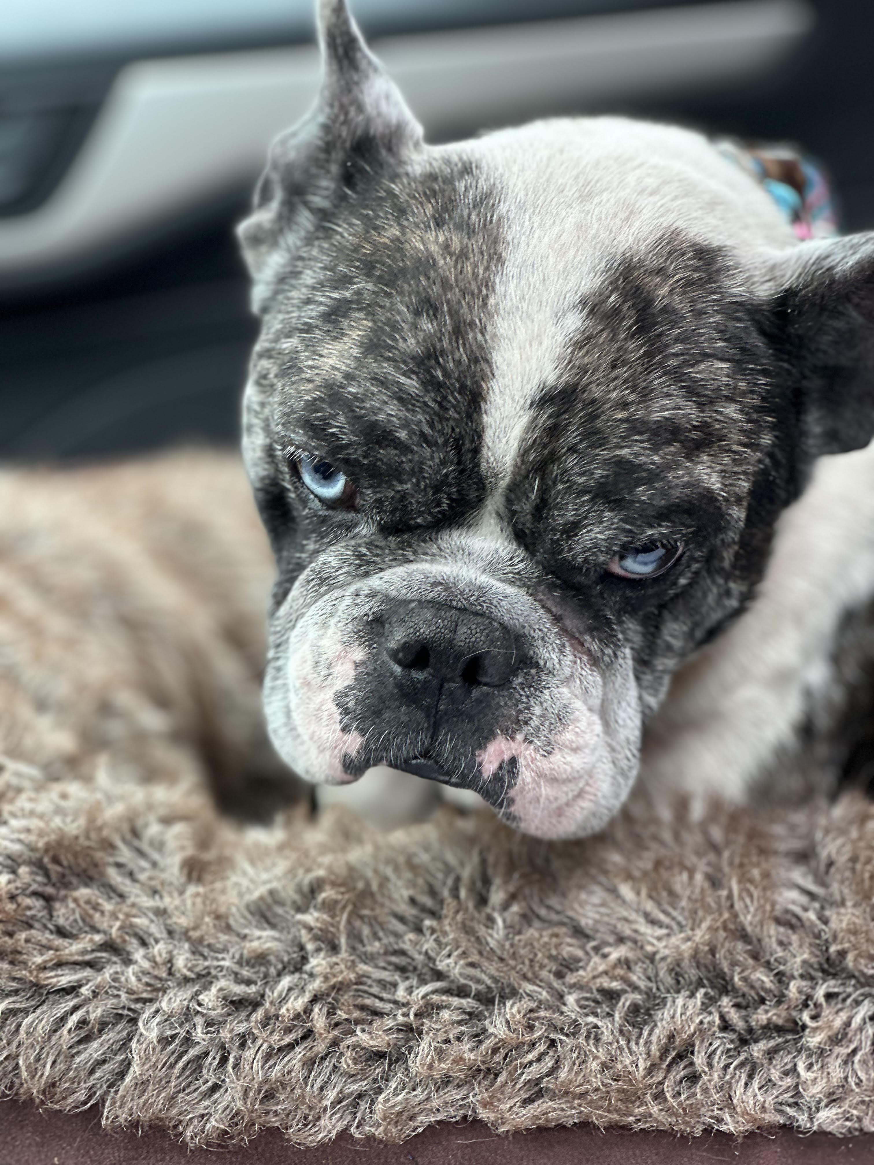 Leo, ADOPTABLE, Adult Male French Bulldog.