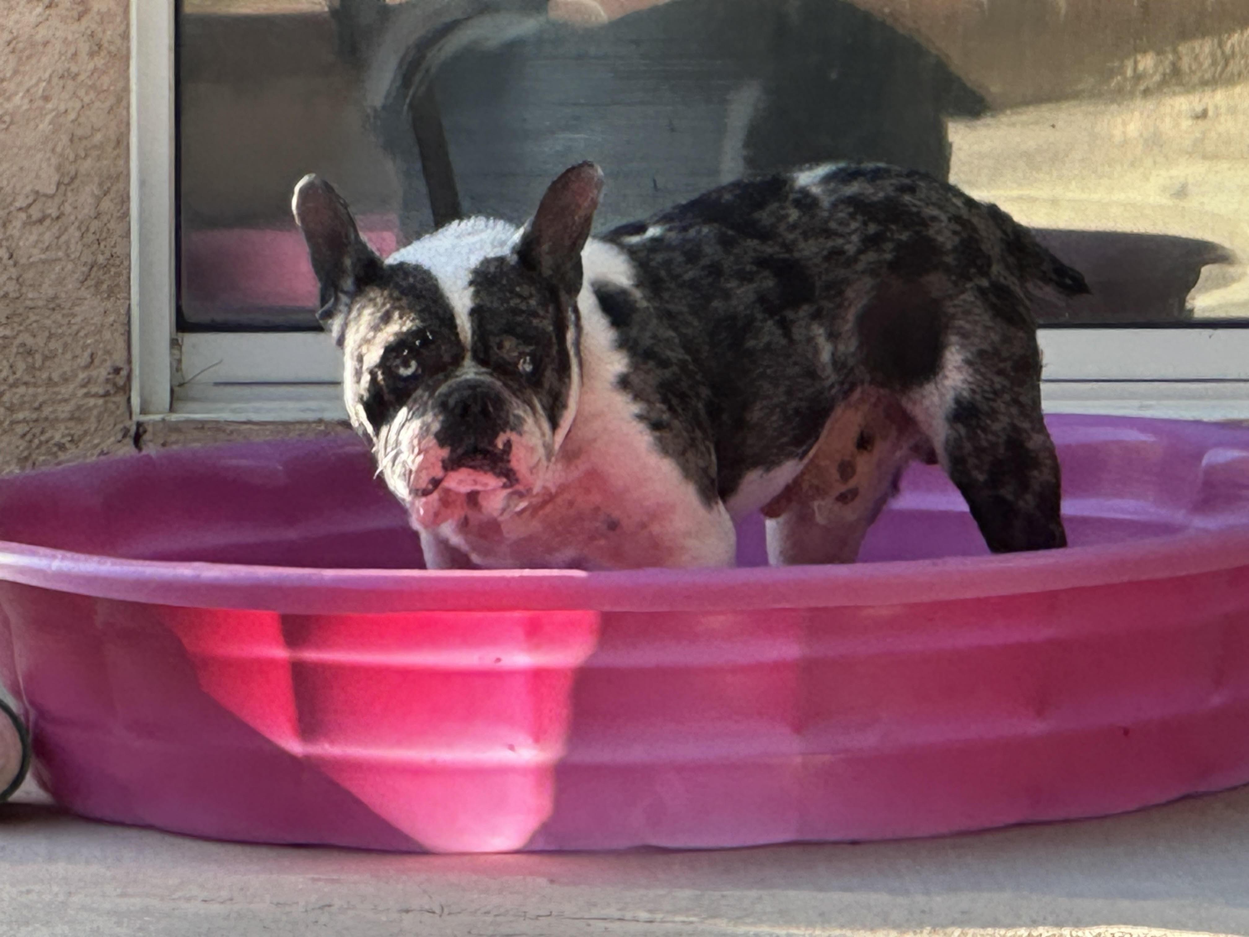 Enlarge Leo, a ADOPTABLE French Bulldog in Huntington Beach, CA image 3/4