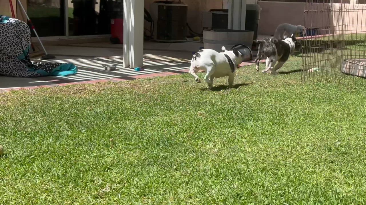 Enlarge Leo, a ADOPTABLE French Bulldog in Huntington Beach, CA video 4/4